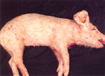 圖1：罹病豬全身體表散發多量規則紅色圓形斑。