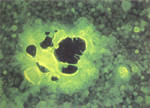 圖5：以RK-13細胞接種罹病豬皮膚乳劑，再以PrV螢光抗體染色，可見特異性螢光。