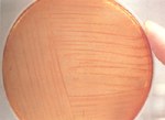 圖5：於MacConkey agar上經37℃、24小時形成無色、透明圓形小菌落，判定為Salmonella spp。