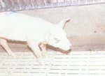 圖1：保育舍小豬噴嚏，嗤鼻、流鼻血、鼻變短皺縮、眼下方有半月狀的污痕。 