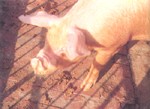 圖2：肥育前期病豬鼻子歪斜皺縮變短，因此下巴看起來好像比較長