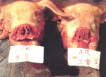 圖3：正常豬(右)與萎縮性鼻炎重度感染的比較。重症例(左)，鼻甲骨的上下渦形管萎縮或消失，鼻中膈歪向右側，左側出現大空洞。