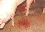 圖1：病豬排出血樣或帶有血色黏液的下痢便。 
