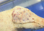 圖2：耳翼可見點狀至斑狀出血灶。