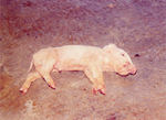 圖1：罹病哺乳仔豬臨床呈現高熱、呼吸急促、倒地不起與四肢划動、顫抖等神經症狀。