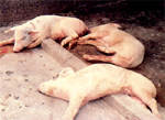 圖2：罹病肥育豬隻呈現顯著的中樞神經障礙。