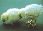 圖1：接種病毒後14日，病雞呈精神沉鬱、不欲動、啄與腳趾皮膚蒼白、貧血。 