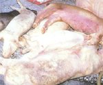 圖1：斃死豬隻的耳翼、下腹部與四肢皮膚泛紅。