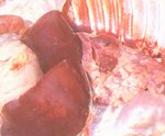 圖2：斃死豬剖檢所見，右肺有數個圓形大氣泡及局部多發性出血灶。肝臟極度腫大，暗紅色、脆易碎。