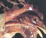 圖4：顏面及雞冠部皮下組織，含暗紅色漿液性膠樣滲出液。 