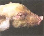 圖1：28日齡仔豬口唇，鼻鏡及眼睛四周皮膚，多發直徑約0.5～1cm 圓形丘疹及小水疱