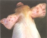 圖2：28日齡仔豬，耳背皮膚多發圓形紫紅色丘疹，部份已形成膿疱