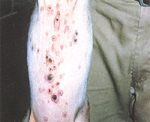 圖3：28日齡仔豬，腹部皮膚多發火山口狀膿，中央凹陷黑變，周圍組織腫大、肥厚，形成圓形隆起。