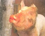 圖1：發生豬，臨床上鼻腔會流出泡沬樣血樣液。
