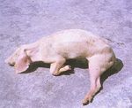 圖1：臨床上發病豬極度消瘦生長不良，換肉率降低，飼養期間延長，最後虛弱至死。