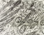 圖4：於穿透或電子顯微鏡下可見黴漿菌緊密與纖毛及微絨毛結合 （箭頭），而致使纖毛斷離剝落。