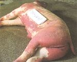 圖1：體表皮膚：罹病豬從體表觀察，可見其皮膚呈暗紅色，尤其耳翼、臀部及腹部更為明顯。