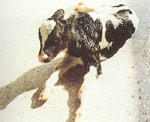 圖1：仔牛起立不能，迴旋或頭部斜轉等神經症狀