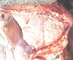 圖1：患畜肺葉之心葉、尖葉與膈之前半部密發許多灰白色結節。