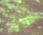 圖7：患雞乳劑接種雞腎臟細胞 24 小時，於細胞內可見特異螢光。