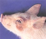 圖1：患豬背毛粗剛、眼分泌物增加及眼瞼浮腫等病變。
