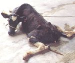 圖1：患牛四肢屈折、頭頸部反張、後腳叉開趴臥在地面無法起立。 