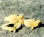 圖1：罹病雛鴨（2 週齡）呈現弱腳、匍伏爬行、運動失調及兩腳後伸呈游泳狀態。