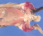 圖1：天竺鼠雙側後肢關節處之骨骼肌，嚴重出血