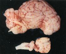 圖3：本例活仔的大小腦(下)與正常一日齡仔豬大小腦(上)的比較。可發現兩者大小與形 狀差異甚大，前者已失掉正常的外形而不易分辨是否為大小腦。 