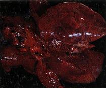 圖2：肺臟、罹患呼吸症狀死亡仔牛( 8日齡)呈現肺水腫、小葉間隔明顯、充出血、實質組織呈多發局部性肝硬變病灶。