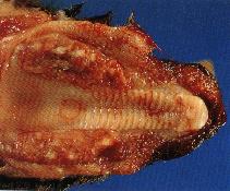 圖１：仔羊口唇周圍粘膜糜爛，上口蓋粘膜亦可見兩個直徑0.5-1cm之潰瘍灶。