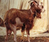 圖１：種公羊部份皮膚呈脫毛、破潰及增厚等現象。(箭頭)