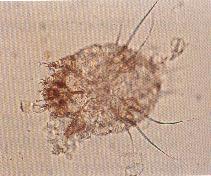 圖4：用小刀刮取患羊病灶周區皮膚，以10-20% KOH 溶解之，於顯微鏡下可見穿孔疥癬蟲之蟲體。