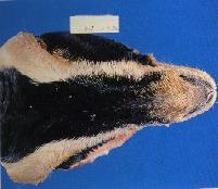 圖1:患羊顏面呈不對稱性腫脹，顏面骨觸之柔軟。