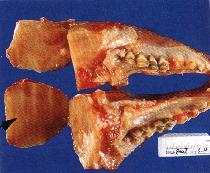 圖2：患羊上顎骨顯著腫脹，觸之柔軟切面可見黃白色髓樣物充滿於骨實質。(箭頭)