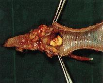 圖１：粘膜型火雞痘可在呼吸道或口腔及食道粘膜上發現淡黃色之凸起塊狀物。(箭頭)