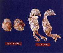 圖3：病材乳劑接種雞胚胎，可見胚胎呈捲縮狀及發育不良等現象。