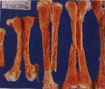圖2：患雞之脛、腓骨骨髓呈嚴重黃骨髓變化。(箭頭) 