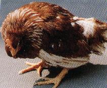 圖１：病雞雞冠蒼白、翅膀下垂、站立嗜眠。