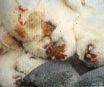 圖1：病死兔自鼻腔流出鮮血或帶泡沫狀之血液