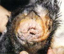 圖１：病畜外耳內面可見皺褶狀組織增生