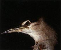 圖１：夜鷺(Black-crowned Night Heron)俗稱『暗光鳥』，於夜間捕食魚類而得名。