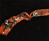 圖2：鉤頭蟲(Acanthocephala)於蟲體刺入小腸壁嚴重寄生，且造成漿膜結節。蟲體呈直筒狀者為雌蟲，而雄蟲呈 S型。