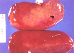 圖2：野外豬瘟病毒（宜蘭分離株）感染 SPF 豬第 11 天，腎臟呈點狀出血點（箭頭）。
