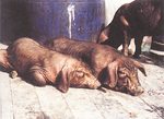 圖1：患豬被毛粗剛，精神沉鬱，眼角含白色分泌物（箭頭），細看可見腹部及臀部有紅色出血點。