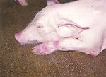 圖2：患豬耳翼、鼻、四肢及腹部皮膚出現明顯之紫斑。