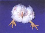 圖1：患雞起立不能，蹲臥兩腳叉開，兩側趾關節腫脹，雞隻精神萎靡身體向前後搖晃。