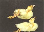 圖2：罹病鴨死亡前常呈游泳狀踢動，而死亡時可見頭頸部弓向背部呈角弓反張狀。