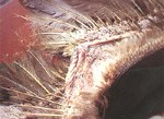 圖2：患鵝翅部皮膚無毛且片狀鱗屑增加及脫落。