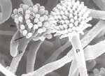 圖4：在 SEM 下可清楚見到孢子生長的情形分生孢子（S）、分生孢子柄（箭）、Phialide（P）、Vesicle（箭頭 ）。 